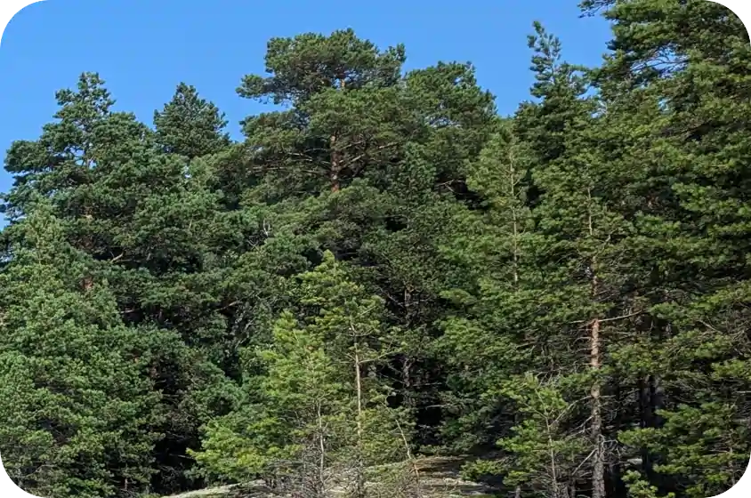 Forests are at the base of all things bioenergy